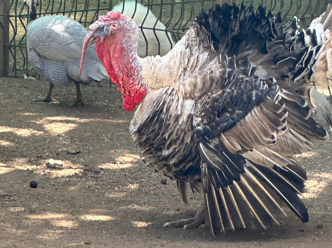 The Monkey Farm-Playa Ocotal必去景点