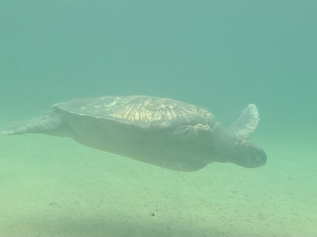 Kélonia-圣亮必去景点