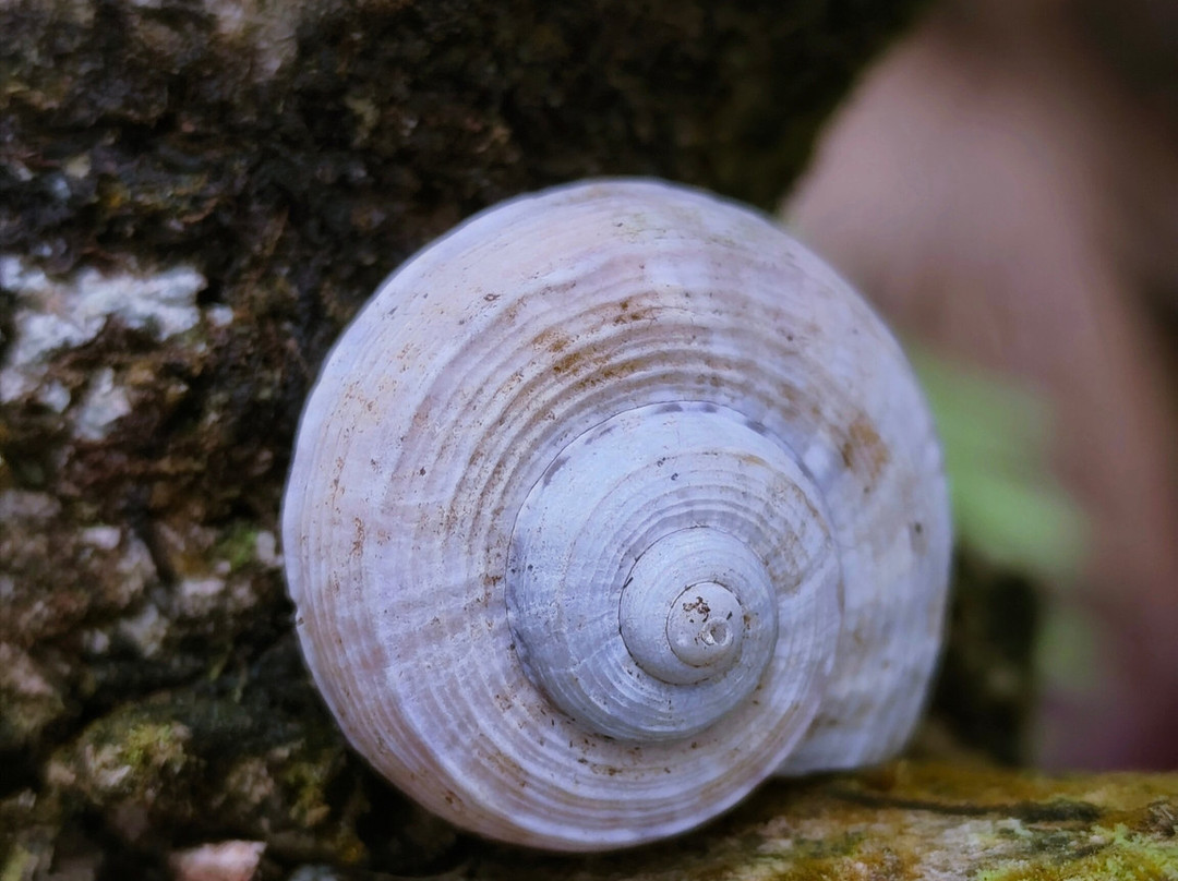 Grande Montagne Nature Reserve-罗德里格斯岛必去景点
