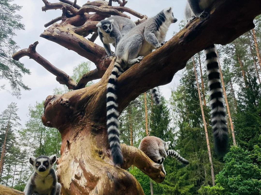 Raksi ZOO-Cesis必去景点