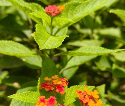 Tillus Agro Tourism-Solapur必去景点