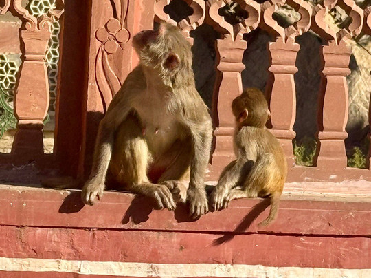 Tours in Rajasthan-新德里必去景点