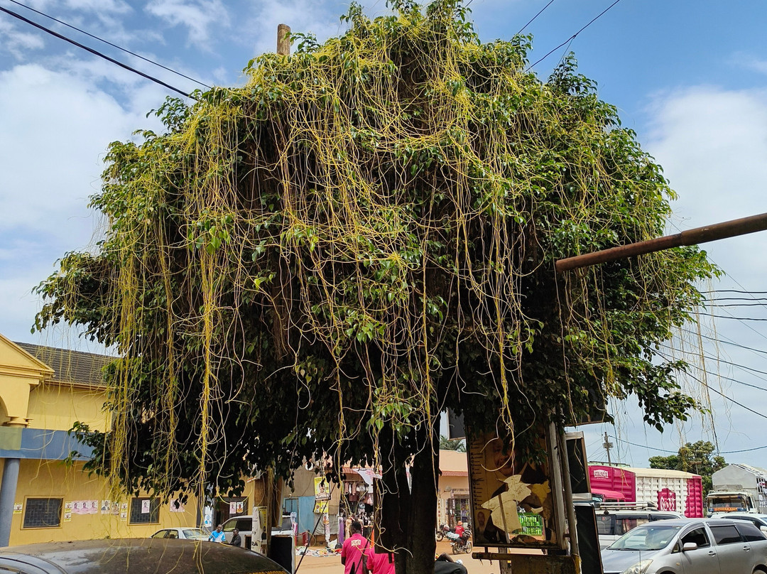 Mugenyi Eco Tours-Rubirizi必去景点