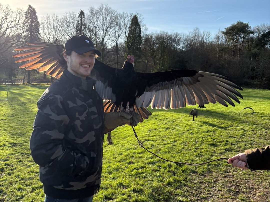 Surrey Hills Falconry-Ockley必去景点