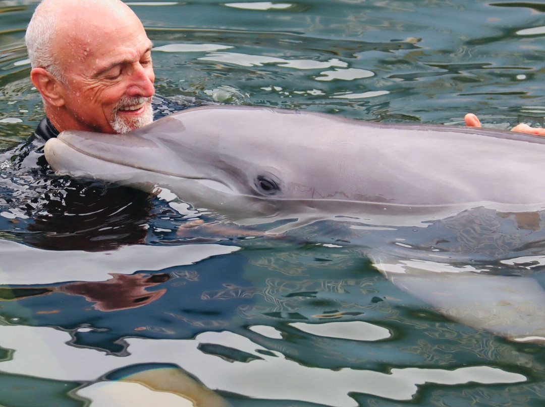 Dolphin Life-拉哥岛必去景点