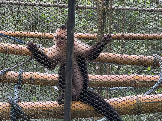 Kids Saving the Rainforest-克波斯必去景点
