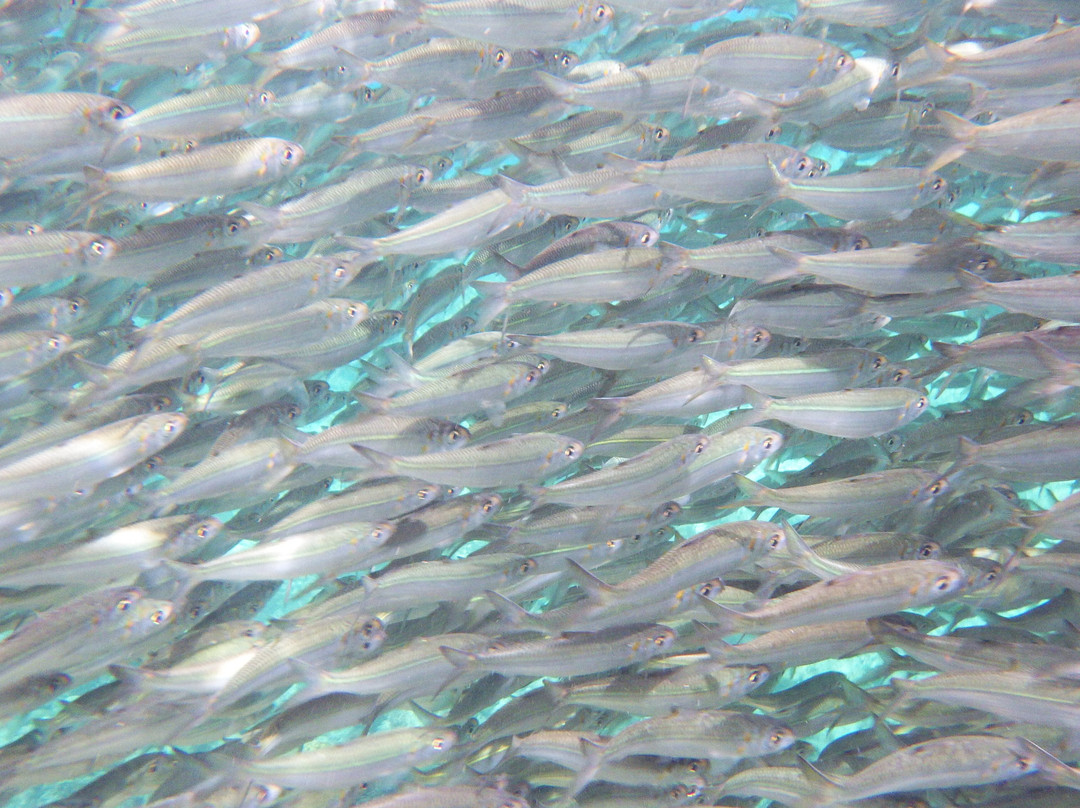 Napaling Reef-Panglao必去景点