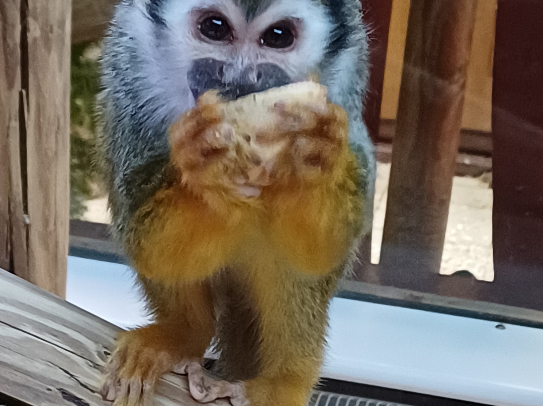 Colchester Zoo-科尔切斯特必去景点