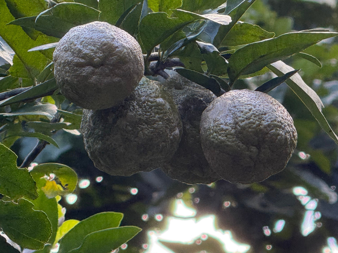 Panamore-Portobelo必去景点