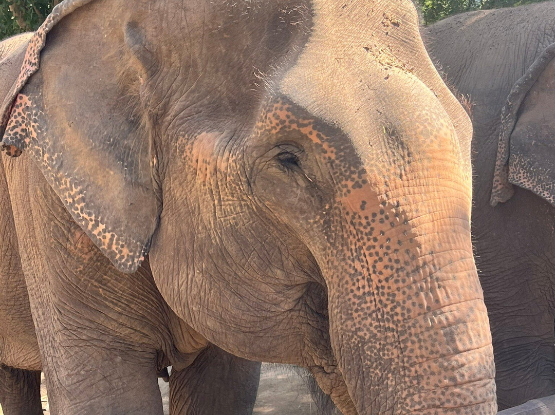 Elephant Haven-柿约必去景点