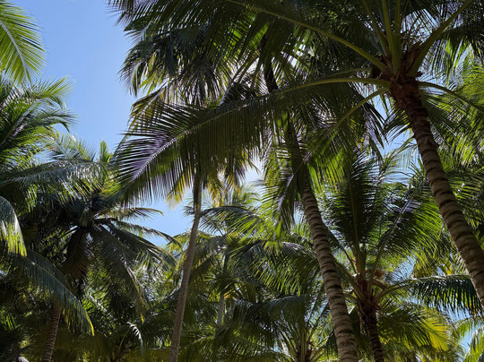 Muy Divertido Excursiones-Dominicus必去景点