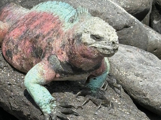 Smart Galapagos-阿约拉港必去景点