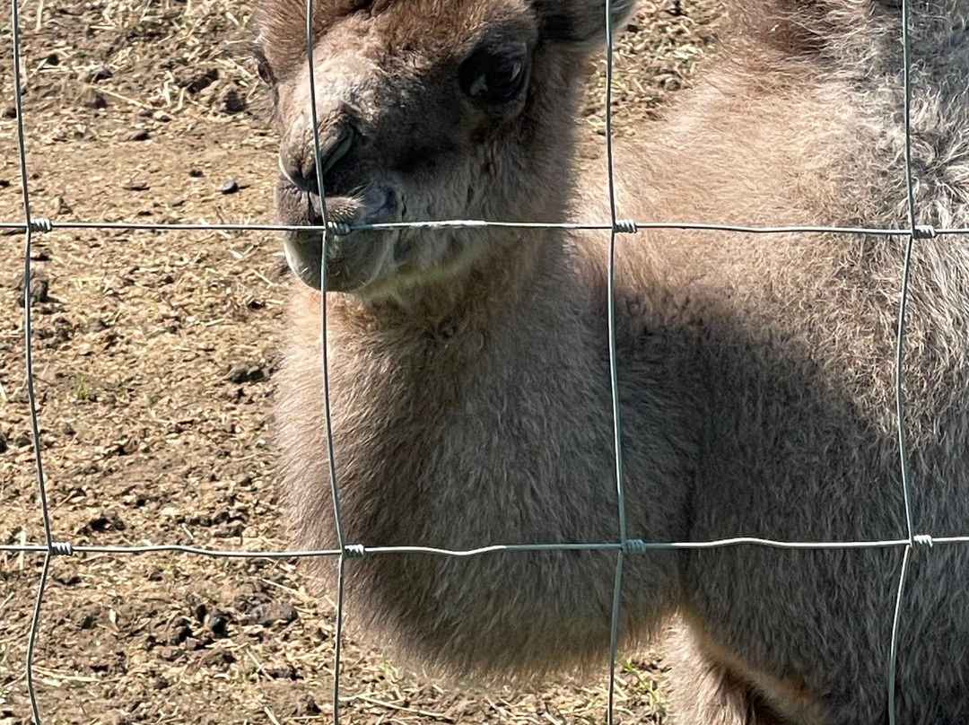 Bridlington Animal Park-布里德灵顿必去景点