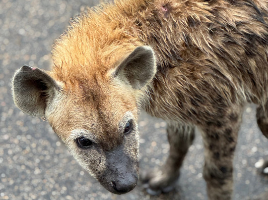On Safari Africa - Kruger National Park-马里兰必去景点