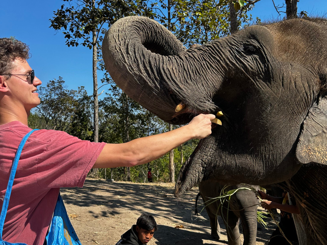 Pon Elephant Thailand-清迈必去景点