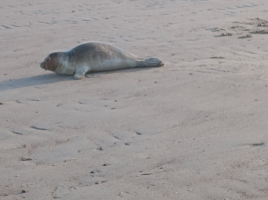 Fletcher Strandhotel Haamstede主图