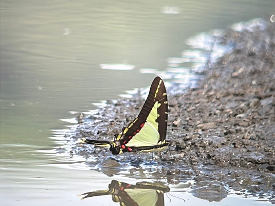 Corcovado Guia Adventures with William Mora-德雷克湾必去景点