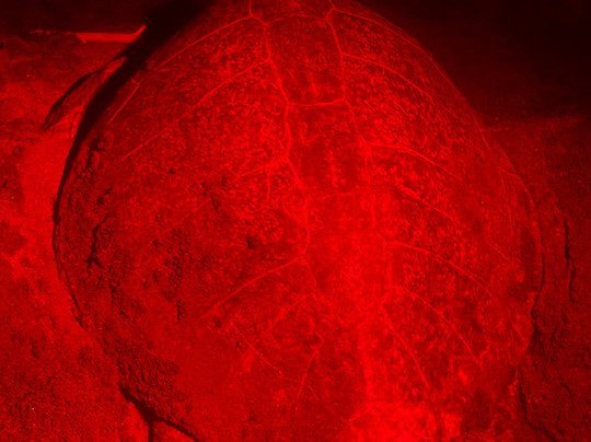 Ostional National Wildlife Refuge-圣塔克鲁斯必去景点