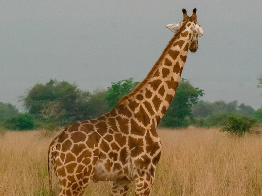 PETNAH AFRICA TOURS-坎帕拉必去景点