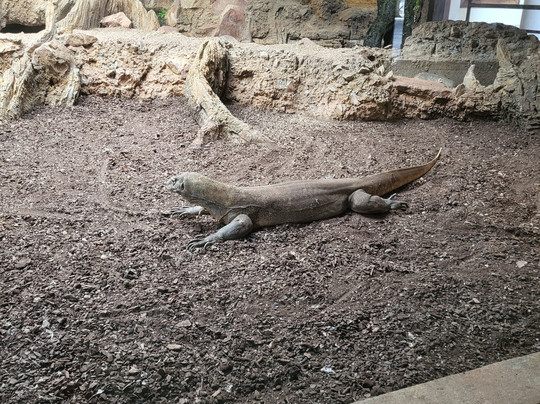Bioparc Fuengirola-福恩吉罗拉必去景点