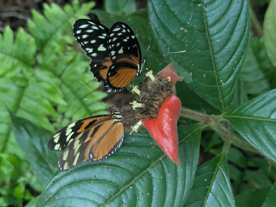 Royal Butterflies-哈科必去景点