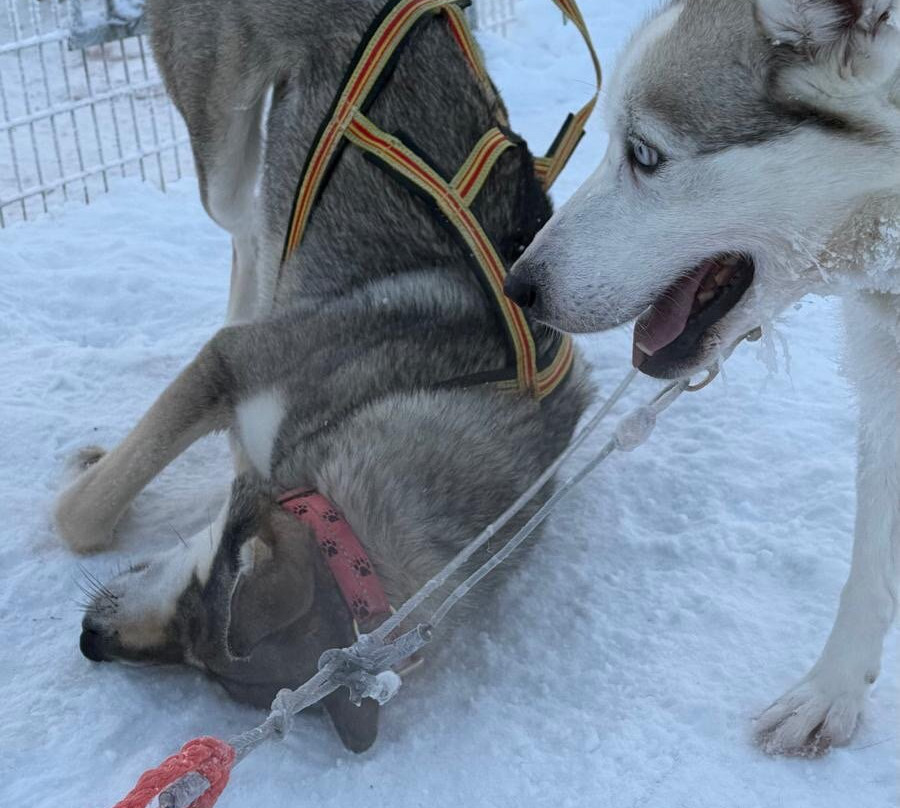 Era-Susi Huskies - Day Tours-Rukatunturi必去景点