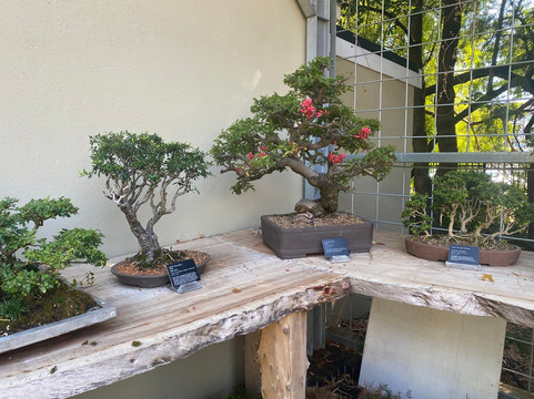 Stellenbosch University Botanical Garden-斯泰伦博斯必去景点