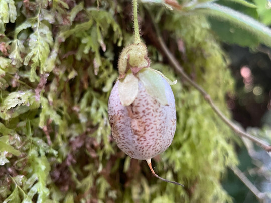 Tarra Falls-Tarra Valley必去景点