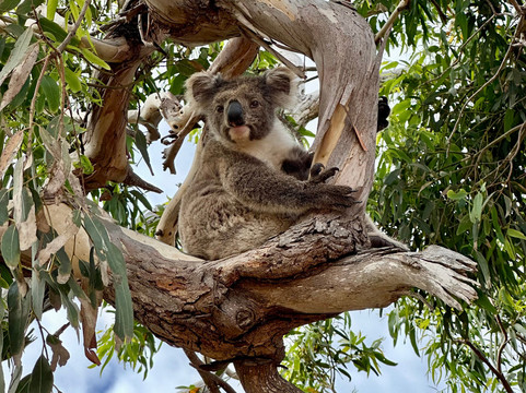 Mikkira Station Koala Sanctuary-Port Lincoln必去景点