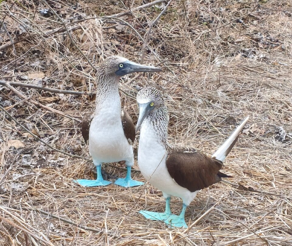 Isla de la Plata-Machalilla National Park必去景点