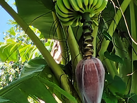 Plantation Grand Café-Capesterre-Belle-Eau必去景点