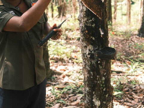 Sumatra Orangutan Explore-武吉拉旺必去景点