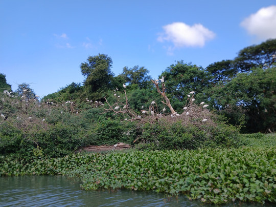 MySL Travel-科伦坡必去景点