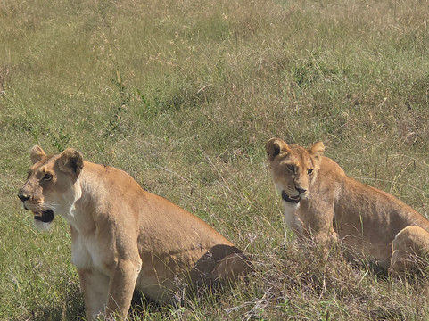Sunnycreek Safaris-内罗毕必去景点
