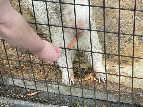 Animal Edventure Park-博因顿海滩必去景点