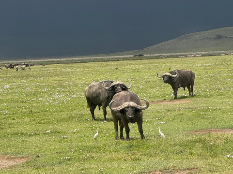 Masumin car hire & safaris-姆万扎必去景点