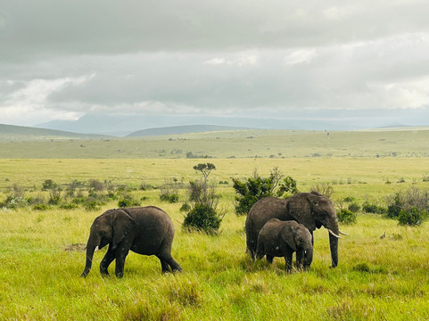 Antonio Safaris-Karen必去景点