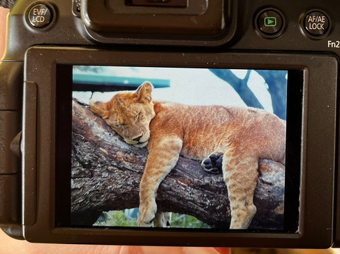 Lomo Tanzania Safari-阿鲁沙必去景点