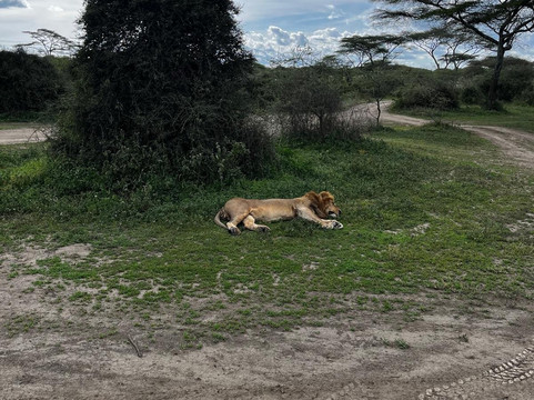 Lomo Tanzania Safari-阿鲁沙必去景点