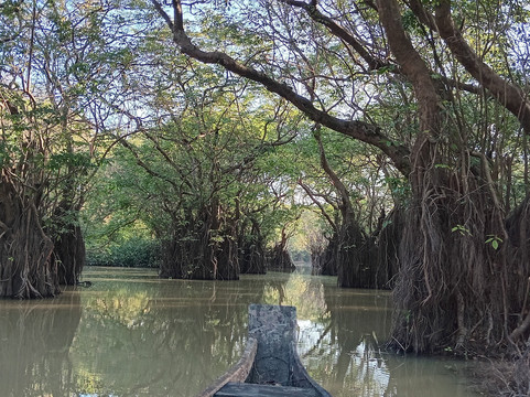 Ratargul Swamp Forest-锡尔赫特必去景点