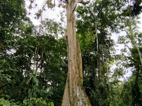 Finca Sura-Puerto Viejo de Sarapiqui必去景点