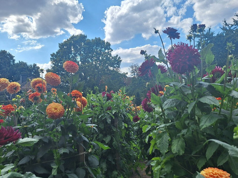 Dahliengarten-富尔达必去景点