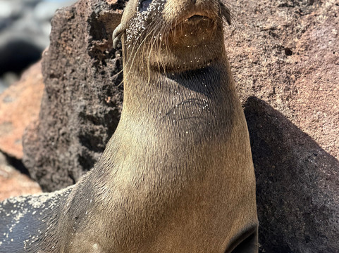 Galapagos by Local Guides-圣克鲁斯必去景点