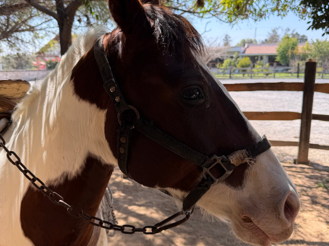 Cabalgando En Tequis-Tequisquiapan必去景点