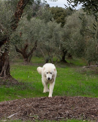 Borgo la Torre Alle Tolfe-浴室