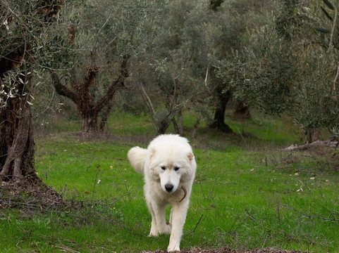 Borgo la Torre Alle Tolfe主图