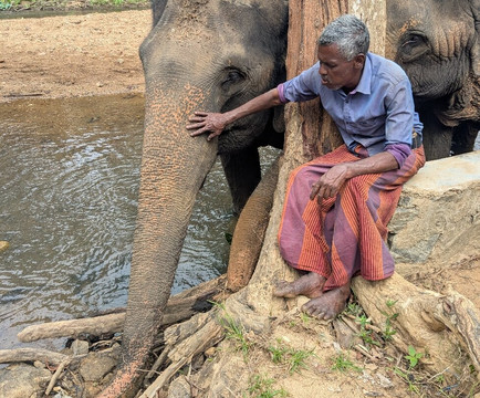 Elephant Freedom Project-凯格勒 必去景点