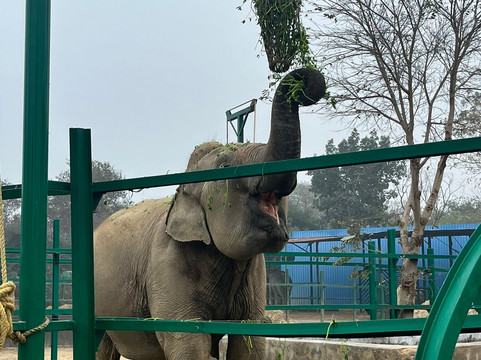Elephant Conservation & Care Center-马图拉必去景点