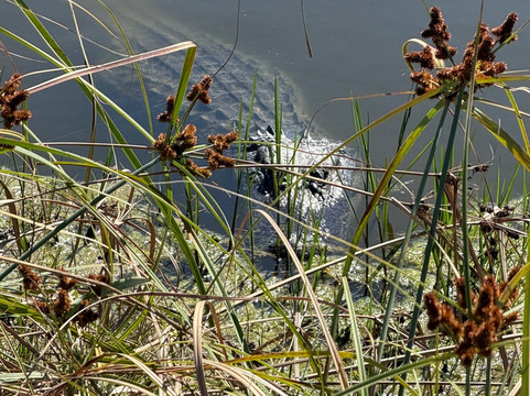 Pond Apple Park-萨尼贝尔岛必去景点