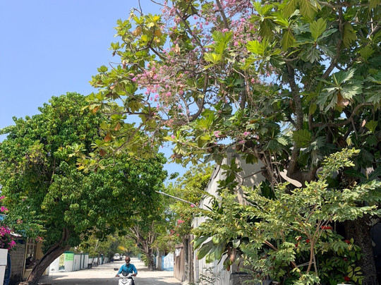Omadhoo Coral View Inn主图